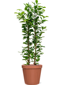 Ficus microcarpa 'Moclame' in Feliz, 26258