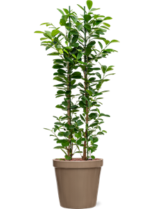 Ficus microcarpa 'Moclame' in Feliz, 26260