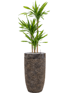 Dracaena fragrans 'Riki' in Baq Luxe Lite Universe Layer