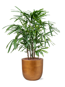 Rhapis excelsa in Capi Lux Retro, 26266