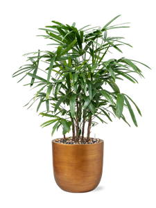 Rhapis excelsa in Capi Lux Retro, 26270