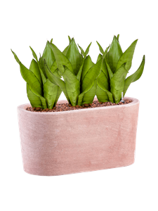 Sansevieria trifasciata 'Moonshine' in Terra Cotta Moderne