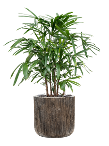 Rhapis excelsa in Baq Luxe Lite Universe Waterfall, 26348