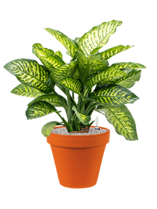 Dieffenbachia seguine 'Maroba' in Terra Cotta