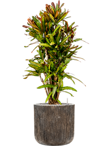 Croton variegatum 'Mammi' in Baq Luxe Lite Universe