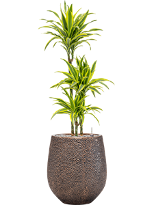 Dracaena fragrans 'Lemon Lime' in Baq Opus Hit, 26463