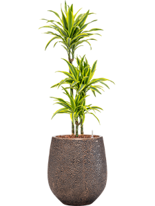 Dracaena fragrans 'Lemon Lime' in Baq Opus Hit, 26472