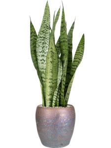 Sansevieria zeylanica in Amora, 26478