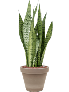 Sansevieria zeylanica in Terra Cotta, 26495