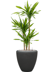 Dracaena fragrans 'Riki' in Baq Polystone Plain