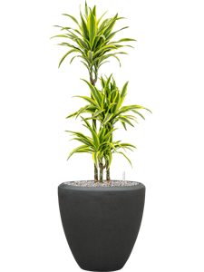 Dracaena fragrans 'Lemon Lime' in Baq Polystone Plain, 26527