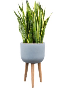 Sansevieria trifasciata 'Laurentii' in Refined Retro Feet, 26541