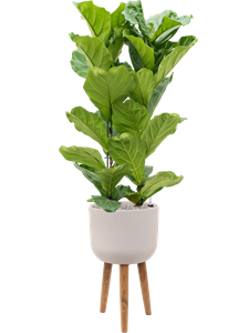 Ficus lyrata in Refined Retro With Feet