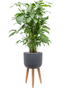 Caryota mitis in Refined Retro With Feet