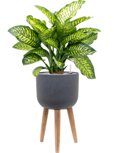 Dieffenbachia seguine 'Maroba' in Refined Retro With Feet, 26556