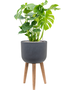 Monstera deliciosa in Refined Retro With Feet, 26557