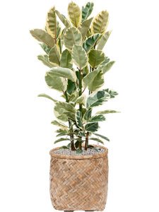 Ficus elastica 'Tineke' in Bohemian