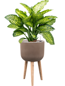 Dieffenbachia seguine 'Maroba' in Refined Retro With Feet, 26588