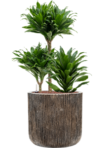 Dracaena fragrans 'Compacta' in Baq Luxe Lite Universe, 26592