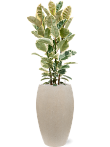 Ficus elastica 'Tineke' in Baq Raindrop, 26613