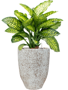 Dieffenbachia seguine 'Maroba' in One and Only