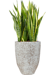 Sansevieria trifasciata 'Laurentii' in One and Only, 26623