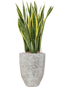 Sansevieria trifasciata 'Laurentii' in One and Only, 26625