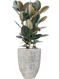 Ficus elastica 'Abidjan' in One and Only, 26627