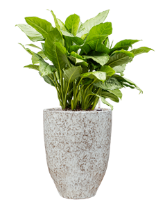 Aglaonema 'Freedman' in One and Only