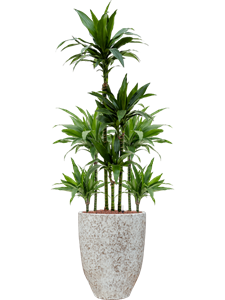 Dracaena fragrans 'Janet Craig' in One and Only