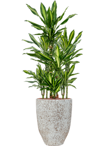 Dracaena fragrans 'Cintho' in One and Only