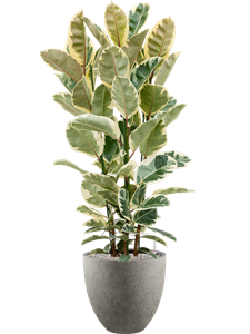 Ficus elastica 'Tineke' in Grigio