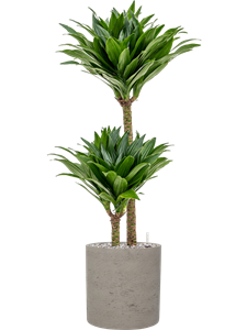 Dracaena fragrans 'Compacta' in Rough, 26657