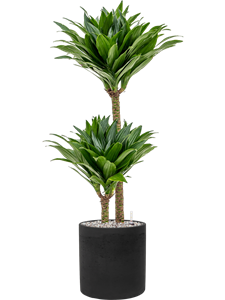 Dracaena fragrans 'Compacta' in Rough, 26658