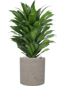 Dracaena fragrans 'Compacta' in Rough, 26663