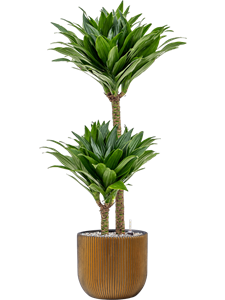 Dracaena fragrans 'Compacta' in Capi Nature Groove, 26667