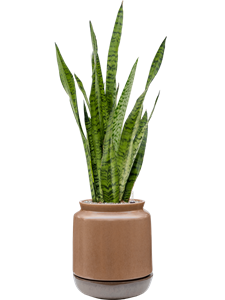 Sansevieria zeylanica in Mori, 26730