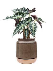 Alocasia 'Polly' in Mori, 26737