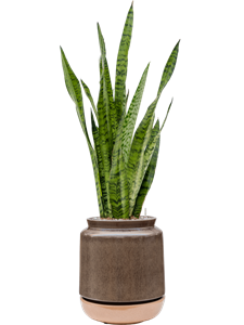 Sansevieria zeylanica in Mori, 26740