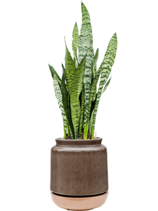 Sansevieria zeylanica in Mori, 26743