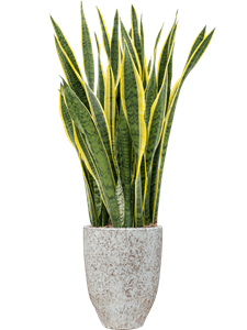 Sansevieria trifasciata 'Laurentii' in One and Only, 26748