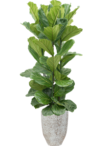 Ficus lyrata in One and Only