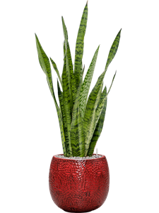 Sansevieria zeylanica in Marly