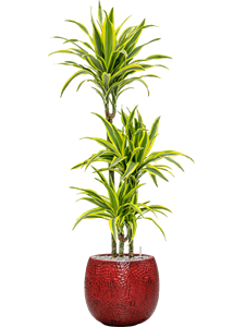 Dracaena fragrans 'Lemon Lime' in Marly