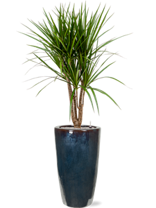 Dracaena marginata in Plain, 26782