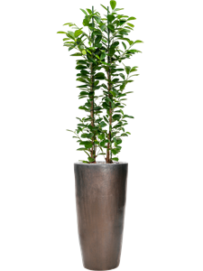 Ficus microcarpa 'Moclame' in Plain, 26790