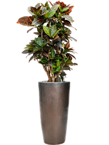 Croton (Codiaeum) variegatum 'Petra' in Plain, 26791