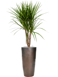 Dracaena marginata in Plain, 26793