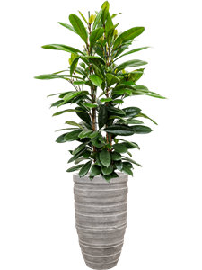 Ficus cyathistipula in Baq Polystone Coated Junar