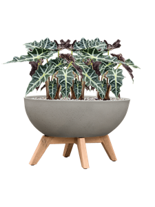 Alocasia 'Polly' in Refined Retro with feet